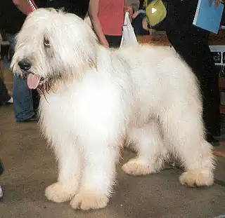 thumb Ciobănesc românesc mioritic