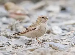 Cinteză mongolică(Bucanetes mongolicus)