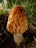 Fungi – Morchella esculenta