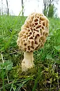 Morchella esculenta