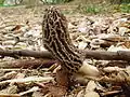 Morchella importuna