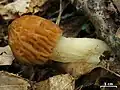Morchella punctipes