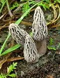 Morchella rufobrunnea