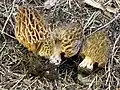 Morchella snyderi