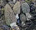 Morchella tomentosa