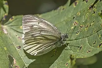 Fluture alb de munte(Pieris bryoniae)