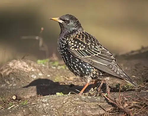 Sturnus vulgaris
