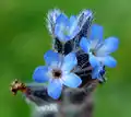 Myosotis stricta