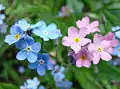 Myosotis arvensis