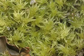 Mușchi de lavă(Niphotrichum ericoides)