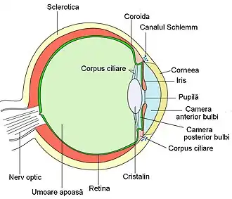 Unde scrie "umoare apoasa", este de fapt "umoare vitroasa" sau "corpul vitros". Umoarea apoasa se afla in camera anterioara si cea posterioara.