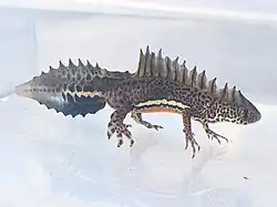 Triton din Asia Mică(Triturus vittatus)