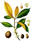 Palaquium oblongifolium Burck
