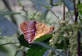 Fluturele lui Pallas(Argynnis laodice)