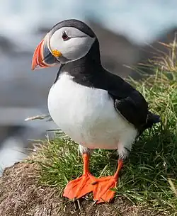 Papagal de mare(Alcidae)