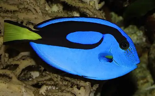 Paracanthurus