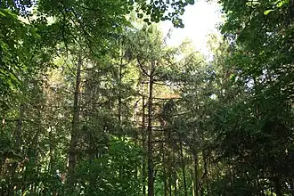 Plantația de molizi (nord)