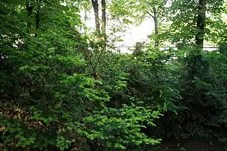 Aliniamentele de tisă (est)