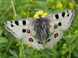 Fluturele Apollo(Parnassius apollo)