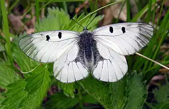 Fluture Apolo negru(Parnassius mnemosyne)