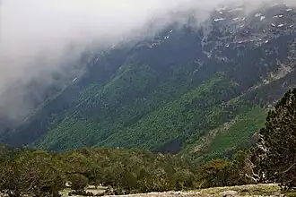 Păduri de pini, vara