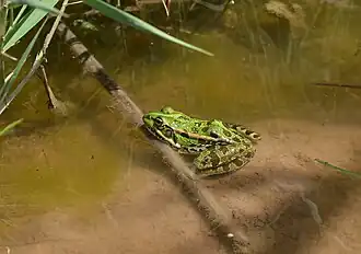 Broască grecească de mlaștină(Pelophylax kurtmuelleri)