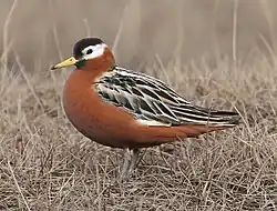 Notatiță cu cioc lat(Phalaropus fulicarius)