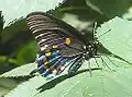 Pipevine Swallowtail,Battus philenor.