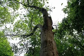 Platan lângă Muzeul „Mihai Eminescu”