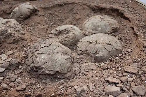 Cuib cu ouă de Telmatosaurus