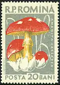 A. muscaria, România 1958
