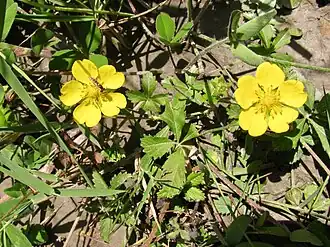Potentilla(Potentilla crantzii)