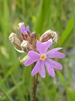 Primula(Primula algida)