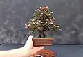 Bonsai de corcoduș