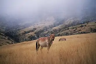 Calul lui Przewalski