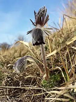 Anemonă neagră(Pulsatilla pratensis subsp. nigricans)