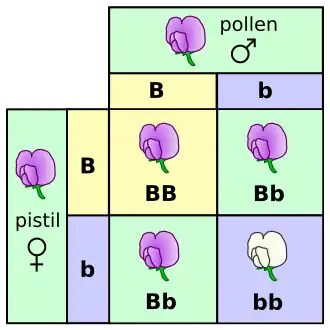 two by two table showing genetic crosses
