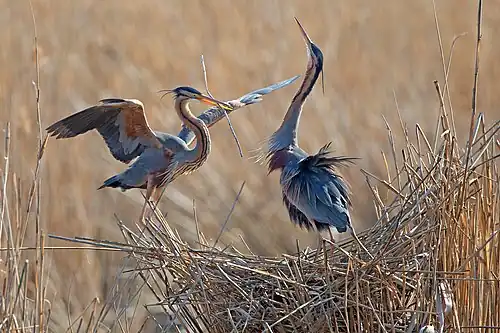 Stârc roşu (Ardea purpurea)