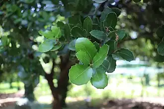 Stejar de carmaz(Quercus coccifera)
