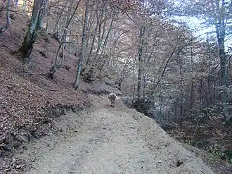 „Drumul” spre Dealu Geoagiului