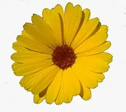 Floare de gălbenele