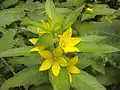 Gălbinele (Lysimachia puctata)