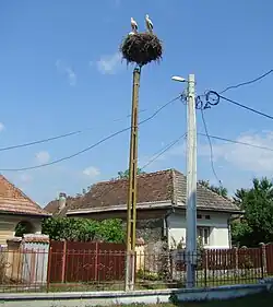 Localitatea este renumită pentru numărul foarte mare de cuiburi de berze