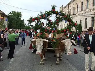 Mociu - Cununa secerișului