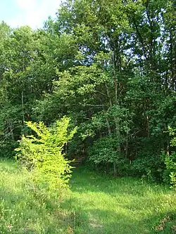 Licurici de Sus, pădurea de la marginea satului