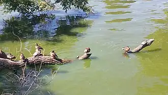 Rațe și țestoase într-unul din bazinele parcului