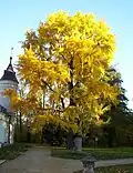 Ginkgo biloba în Polonia