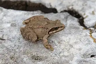 Broască de Caucaz(Rana macrocnemis)