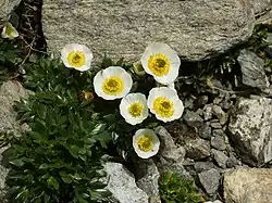 Ranunculus glacialis