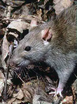 Ratus norvegicus  şobolanul cenuşiu